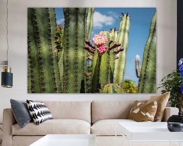 Bloeiende cactussen in West-Australië