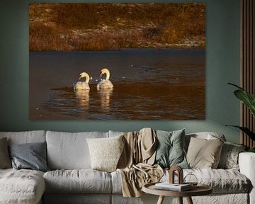 Twee zwanen in een bevroren duinmeer in het Noordhollands Duinreservaat Bergen aan Zee van Bram Lubbers