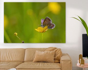 butterfly on a buttercup in spring by Mei-Nga Smit-Wu