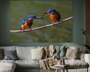 kingfishers by Mei-Nga Smit-Wu