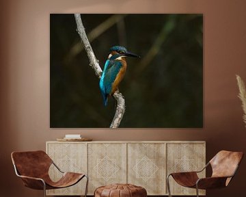 Ijsvogel van Pictures by Van Haestregt