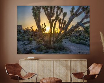 Lever de soleil - Parc national de Joshua Tree sur Joseph S Giacalone Photography