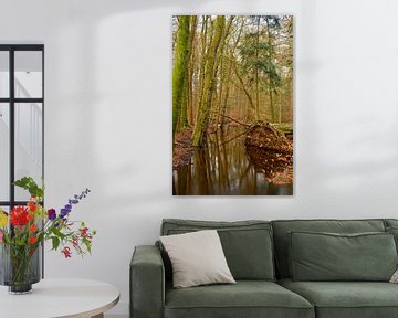 A stream through a natural forest