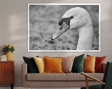 Swan