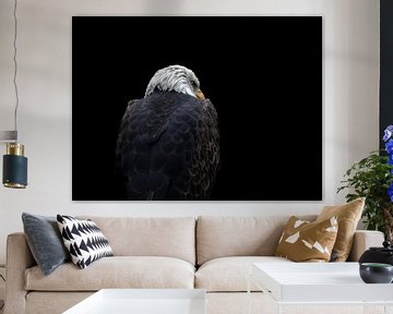 The imposing bald eagle by Natascha Worseling