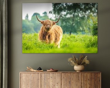 Scottish Highlander colour by Koen Mol