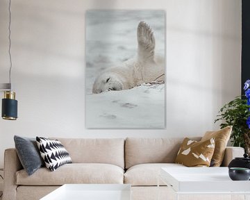Seal | Wildlife | Heligoland | Germany by Inge Pieck