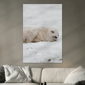 Seal pup | Wildlife Photography | Heligoland | Germany