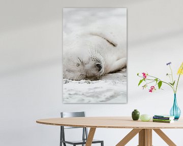 Zeehond | Wildlife Fotografie | Helgoland | Duitsland van Inge Pieck