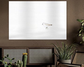Minimalistischer Sanderling im Wintergefieder 2 von Luuk Kuijpers