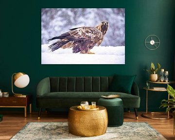 Der Steinadler (Aquila chrysaetos) von Gert Hilbink