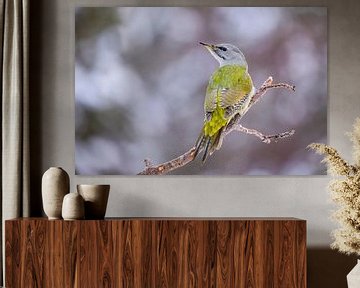 Le pic à tête grise ou pic cendré (Picus canus) sur Gert Hilbink