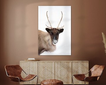 Portrait of curious reindeer with white background in high-key by Krijn van der Giessen