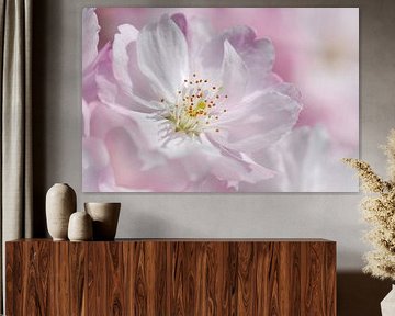 Cherry Blossom by Violetta Honkisz