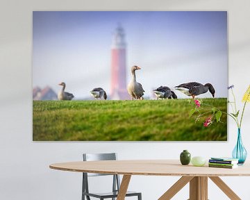 Geese on the Wadden dyke. by Justin Sinner Pictures ( Fotograaf op Texel)