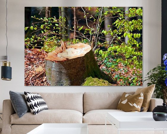 Aperçu de la chambre