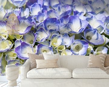 schermbloem van de hortensia, blauw van Rietje Bulthuis