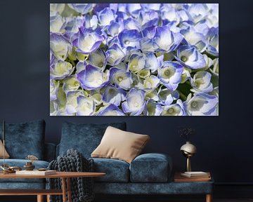  screen flower hydrangea, blue by Rietje Bulthuis