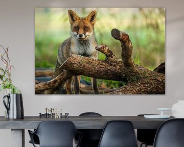 Fox in nature beautiful for the wall by Gianni Argese