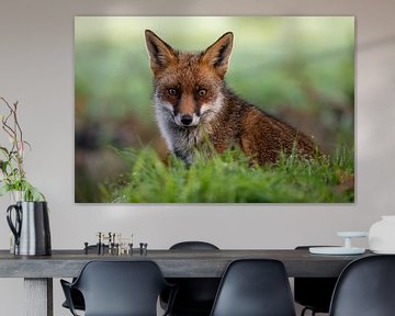 Renard dans la nature beau pour le mur sur Gianni Argese