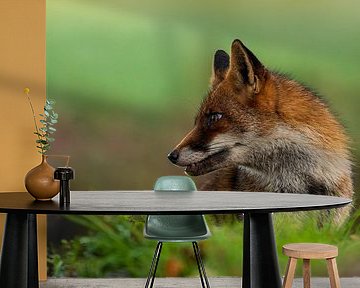 Fox in nature beautiful for the wall by Gianni Argese