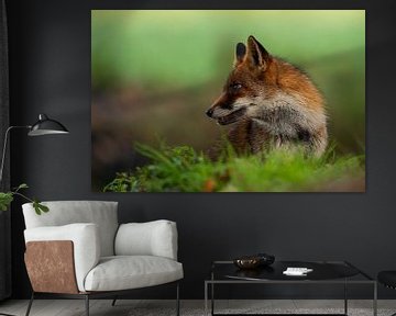 Fox in nature beautiful for the wall by Gianni Argese