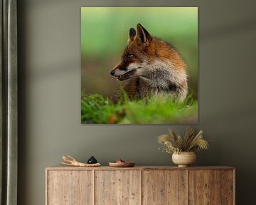 Fuchs in der Natur schön für Wand (quadratisch) von Gianni Argese