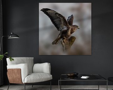 Buzzard - Bird of prey - with wings spread - square by Gianni Argese