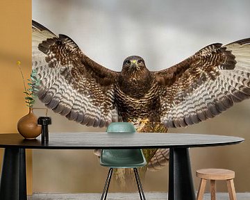 Buizerd, Roofvogel,  Dieren (biologie), Natuurfotografie, Wildlife natuur), Bokeh, Wachtkamer, Blikvanger, Achtergrond van Gianni Argese