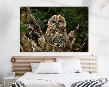 Owl, Tawny Owl by Paul van Gaalen, natuurfotograaf