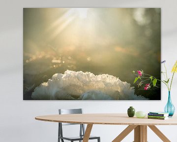 Barbe de glace ou de givre sur un morceau de bois mort dans une forêt sur Sjoerd van der Wal Photographie