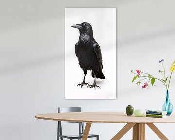 Minimalistisch vogelportret in zwart-wit van Thilo Wagner