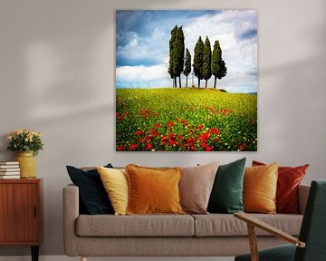 Cipressen in papaverveld Toscane. van Jaap Bosma Fotografie