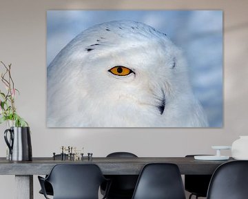 Snowy owl by Paul van Gaalen, natuurfotograaf