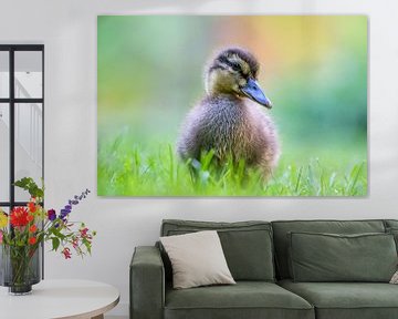 Portrait of a young duck. by Luuk Belgers