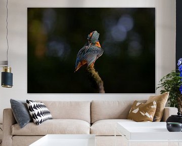 IJsvogel in avondlicht van Luuk Belgers