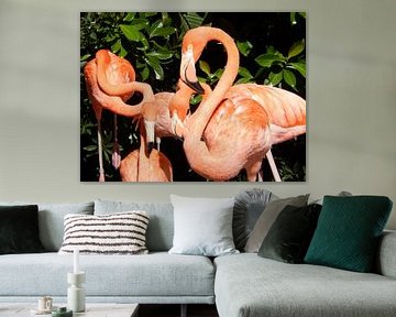 Florida Flamingo's van Esmeralda de Nooijer