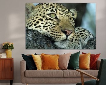 Leopard by Paul van Gaalen, natuurfotograaf