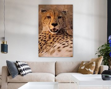 Cheeta by Paul van Gaalen, natuurfotograaf