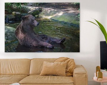 Brown Bear takes bath by Jan Georg Meijer