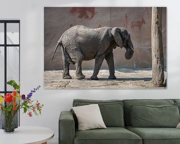 African Elephant by Jan Georg Meijer