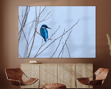 Kingfisher in the hide by Roland Brack