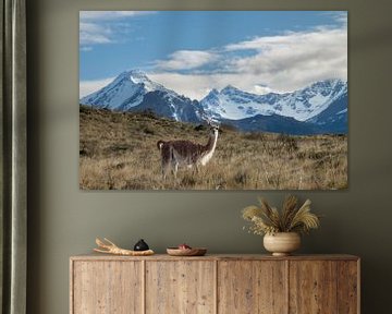 A llama in Patagonia national part on the route of the carretera austral by Kevin Pluk