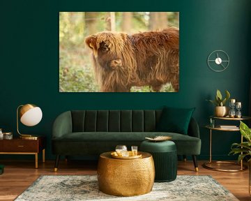 Adorable veau écossais des Highlands sur KB Design & Photography (Karen Brouwer)