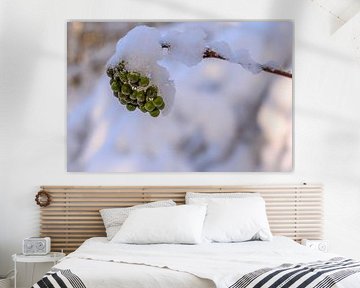 WINTERTIME : BIRDBERRIES AND SNOW