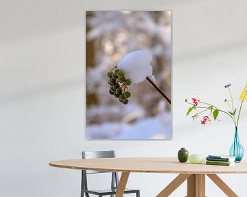WINTERTIME : BIRDBERRIES AND SNOW
