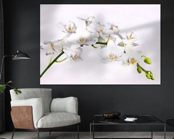 Witte orchidee van Egon Zitter