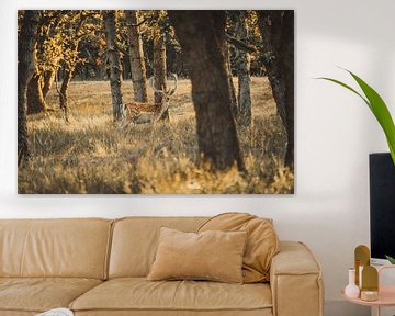 Deer in water supply dunes by Gerben Bol