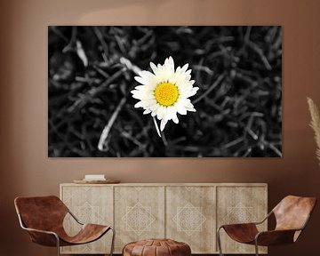 The famous flower Magrite (Black and White) by Be More Outdoor