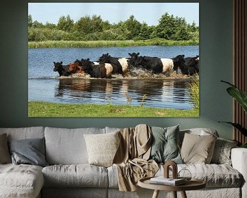 Kühe, Belted Galloway von Paul van Gaalen, natuurfotograaf